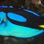 Paracanthurus hepatus Kew