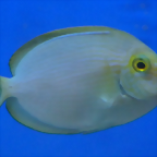 Acanthurus mata