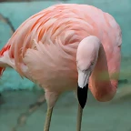 Zoo de Barcelona 02-12-11 001