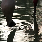 Zoo de Barcelona 02-12-11 005