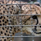 Zoo de Barcelona 02-12-11 173
