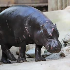 Zoo de Barcelona 02-12-11 071