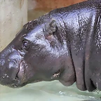 Zoo de Barcelona 02-12-11 106