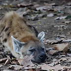 Zoo de Barcelona 02-12-11 135