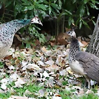Zoo de Barcelona 02-12-11 121