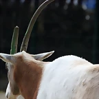 Zoo de Barcelona 02-12-11 158