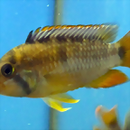 Apistogramma nijsseni