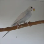 1 pollo  1-10-11