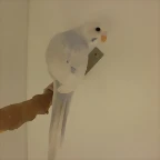 4  pollo  1-10-2011
