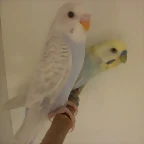 5 pollo 1-10-11