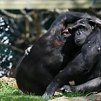 Zoo de Barcelona 27-03-11 165