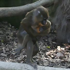 Zoo de Barcelona 20-04-11 034