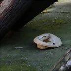 Zoo de Barcelona 18-04-11 1175