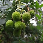 Ibias_Rio_de_Porcos_Borrachinos