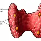 Paratiroides