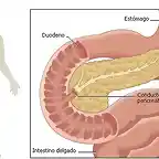 pancreas