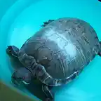 Tortu pomada 2