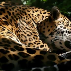 Zoo de Barcelona 13-03-11 674