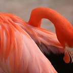 Zoo de Barcelona 13-03-11 200