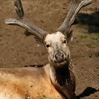 Zoo de Barcelona 13-03-11 358