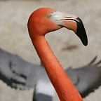 Zoo de Barcelona 13-03-11 716