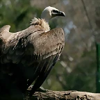 Zoo de Barcelona 13-03-11 767