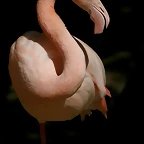 Zoo de Barcelona 13-03-11 712