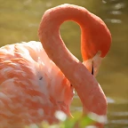 Zoo de Barcelona 13-03-11 155