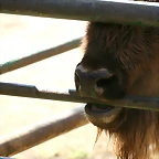 Zoo de Barcelona 13-03-11 624