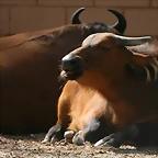 Zoo de Barcelona 13-03-11 651