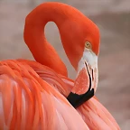 Zoo de Barcelona 13-03-11 197