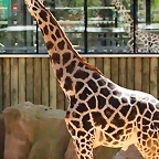Zoo de Barcelona 13-03-11 453