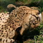 Zoo de Barcelona 13-03-11 662