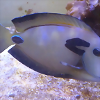 Acanthurus tennentii