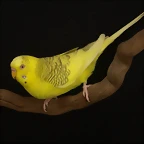 Flavo Po Dominante Verde