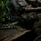 Zoo de Barcelona 27-03-11 561