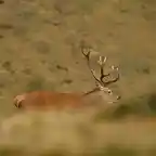 venado recortado