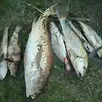 Pescados Solos