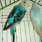 IMG-20190302-WA0003