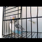 Screenshot_20190909-020854_Milanuncios