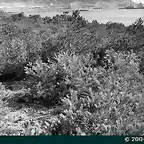 MU-0462 Repoblaciones en consorcio con la Marina de Guerra. Plantaci?n de pinos carrascos en la D?rsena de Escombreras, fotograf?a de 1958