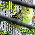 2012 020 WILLY