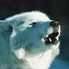 Howling Artic Wolf_2