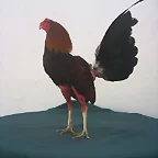 GALLO ZAMBO 7 PELEAS