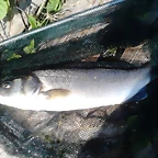 IMG-20140727-WA0005