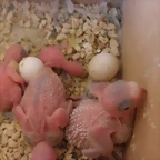 4 pollito 8-11-11