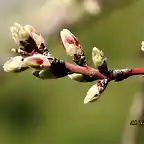 14, yemas de almendro, marca