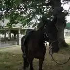 caballo