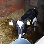 vacas2