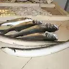 Anguilas